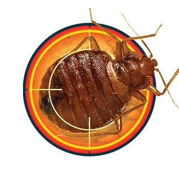 A bed bug in a target