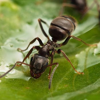 Ants are naturally attracted to NOPE! CP's active ingredient