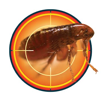 Fleas are difficult to spot in the home