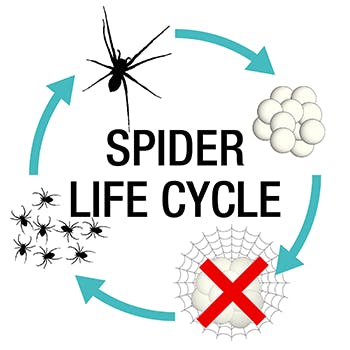 The Spider Life Cycle