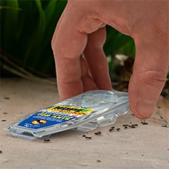 NOPE! Ant Killer Bait Stations are fully enclosed