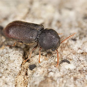 Wood Beetle
