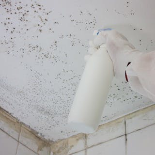 Clean the application surface with Dryzone<sup>100</sup> Mould Killer
